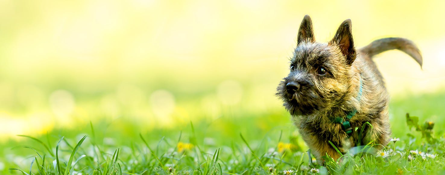 Dog Names That Start With Sk Popular Male And Female Names Wag 